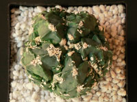 Astrophytum myriostigma cv Fukuryu